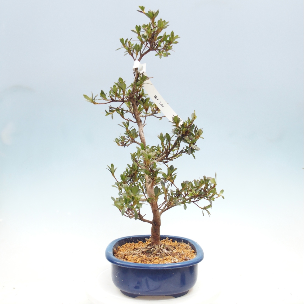 Venkovní bonsai - Japonská azalka - Azalea Yoko