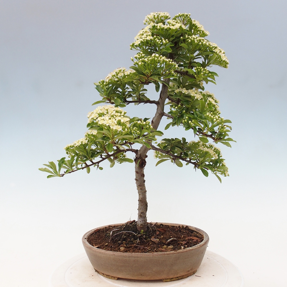 Venkovní bonsai-Pyracanta Teton -Hlohyně