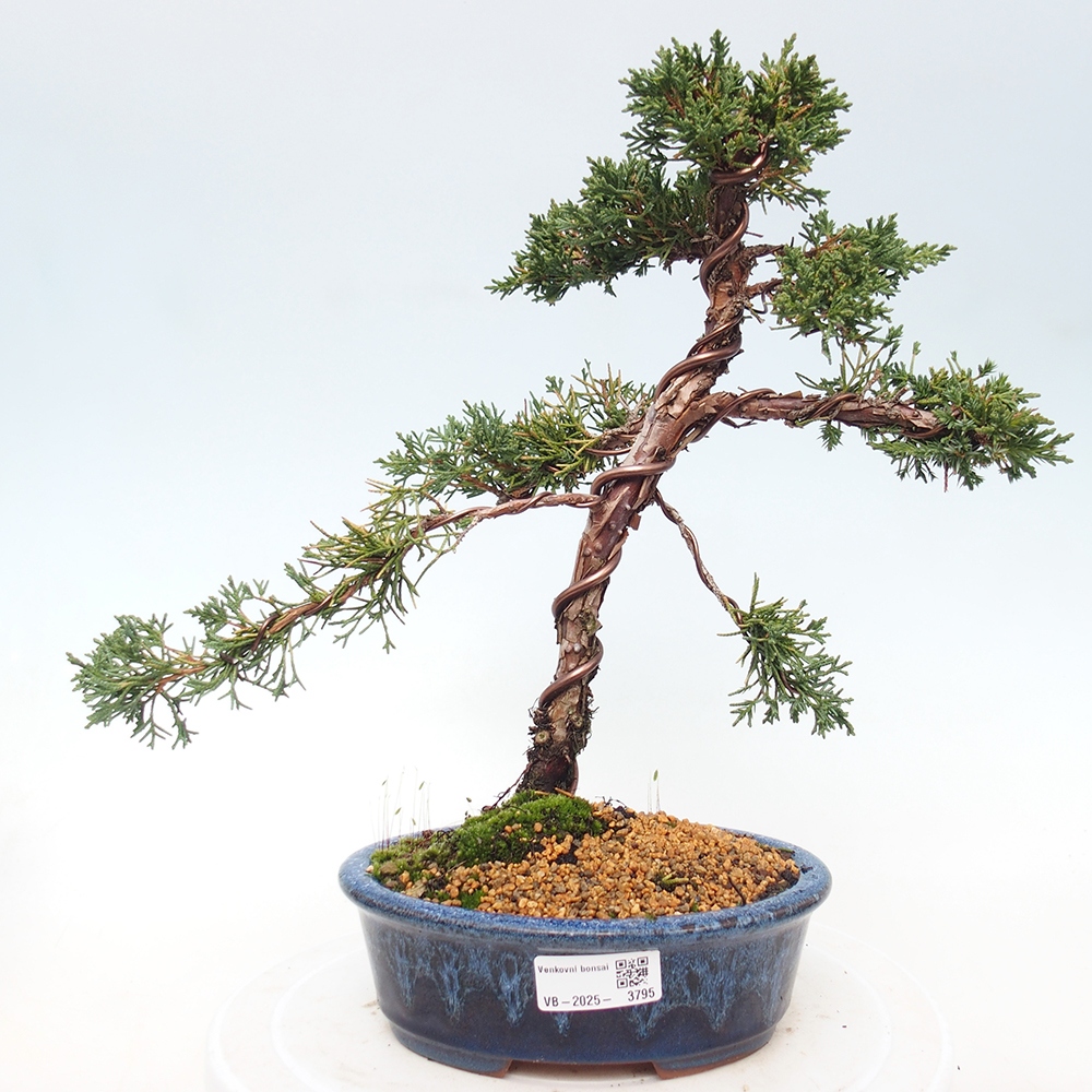 Venkovní bonsai - Juniperus chinensis Kishu -Jalovec čínský