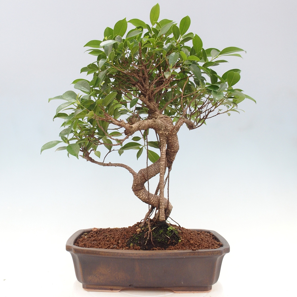 Pokojová bonsai - Ficus kimmen -  malolistý fíkus