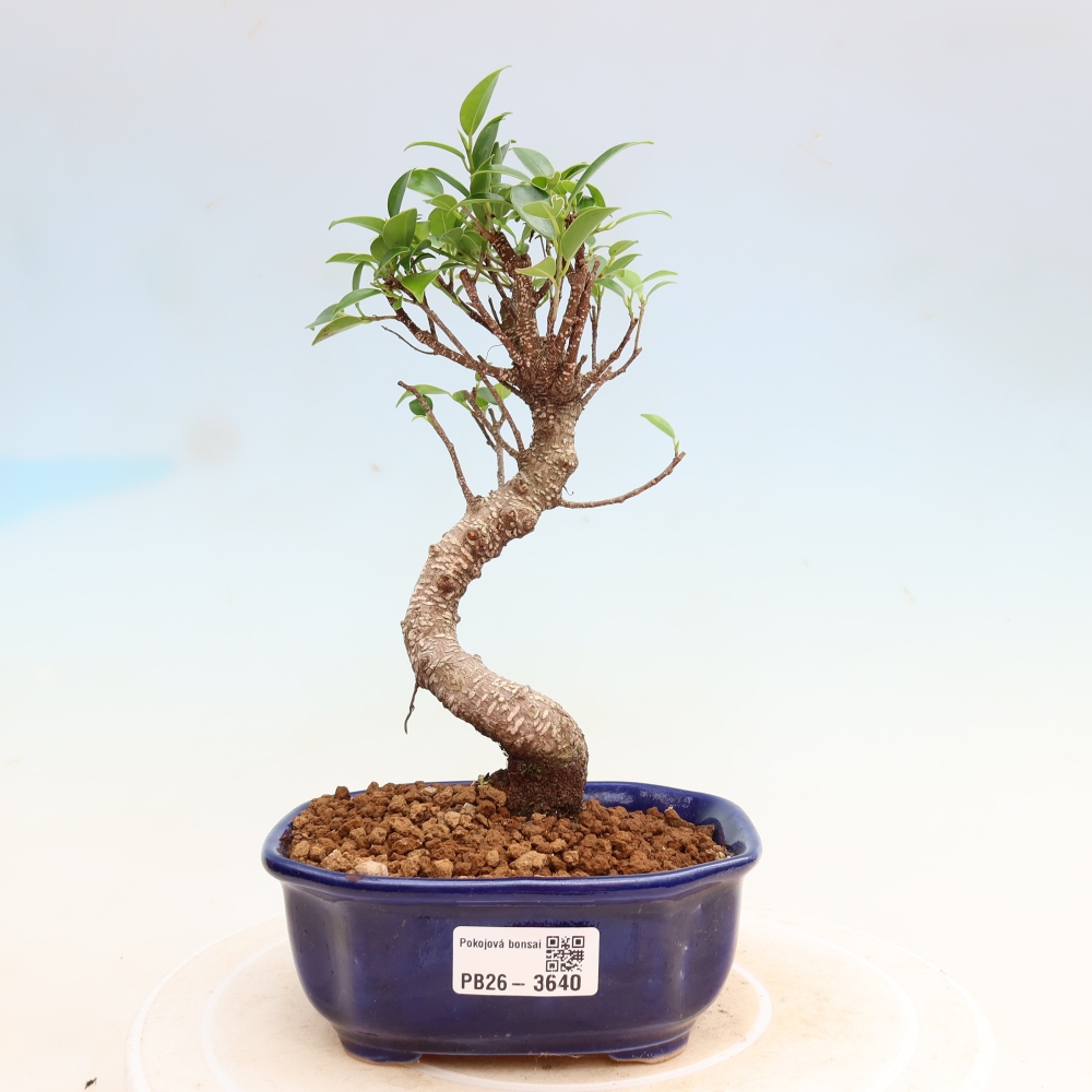 Pokojová bonsai - Ficus kimmen -  malolistý fíkus