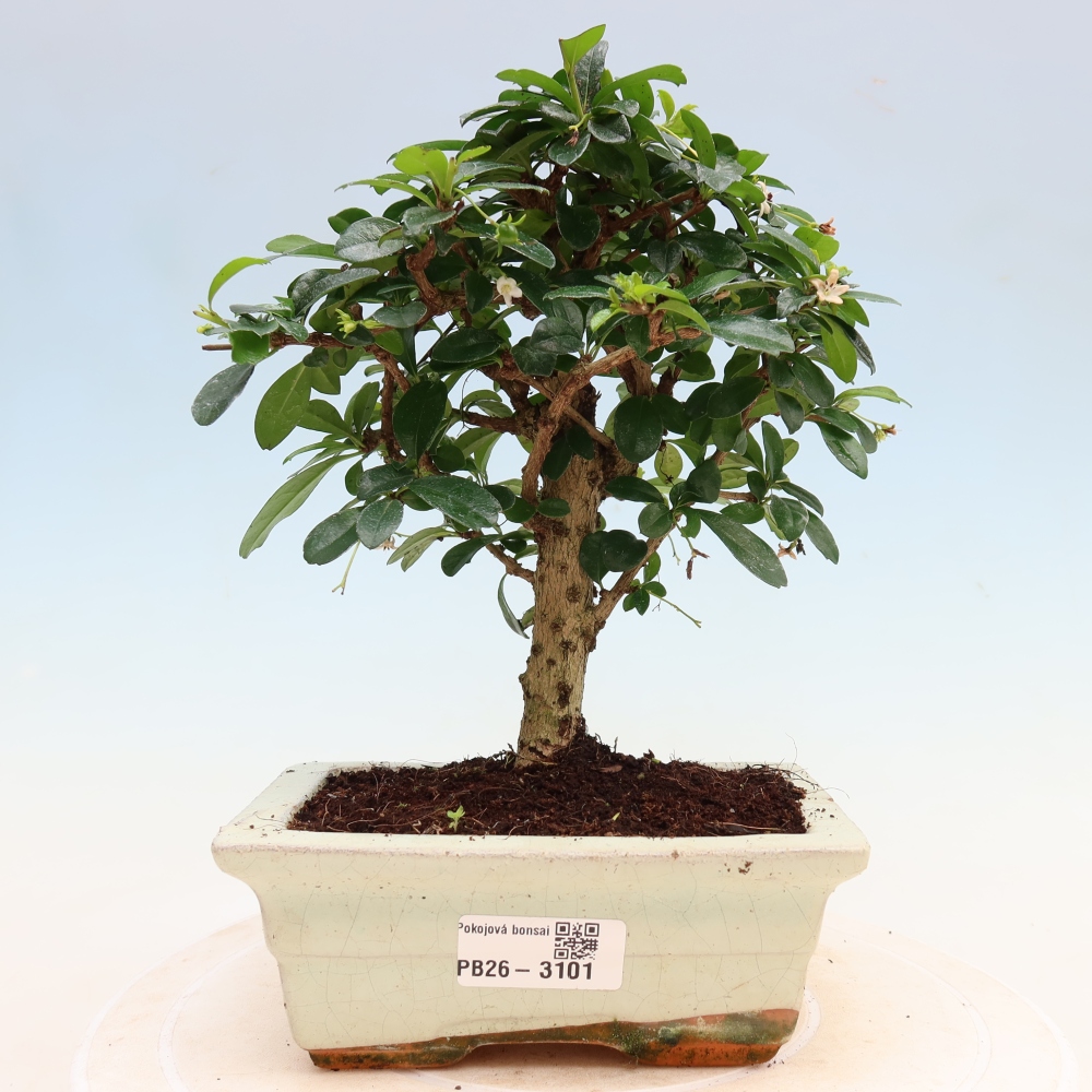 Pokojová bonsai - Carmona macrophylla - Čaj fuki