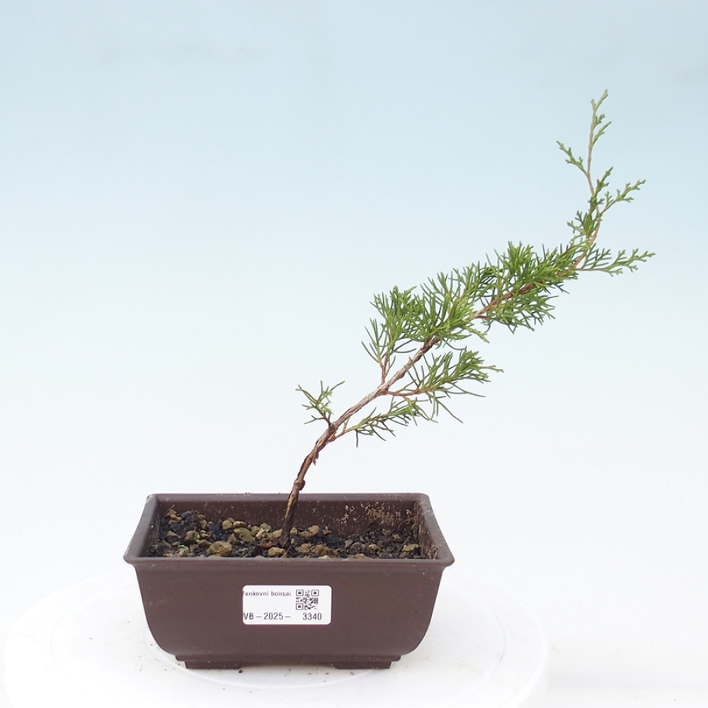 Venkovní bonsai - Juniperus chinensis Itoigawa -Jalovec čínský