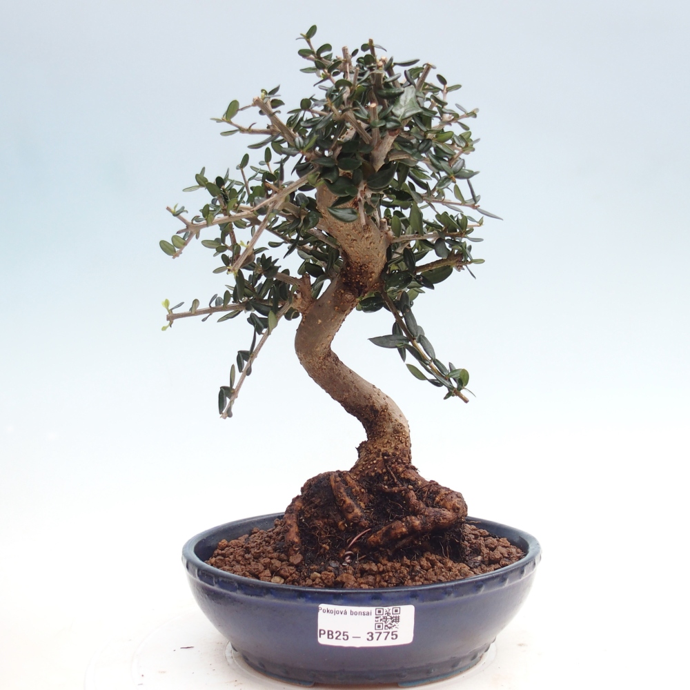 Pokojová bonsai - Olea europaea sylvestris -Oliva evropská drobnolistá