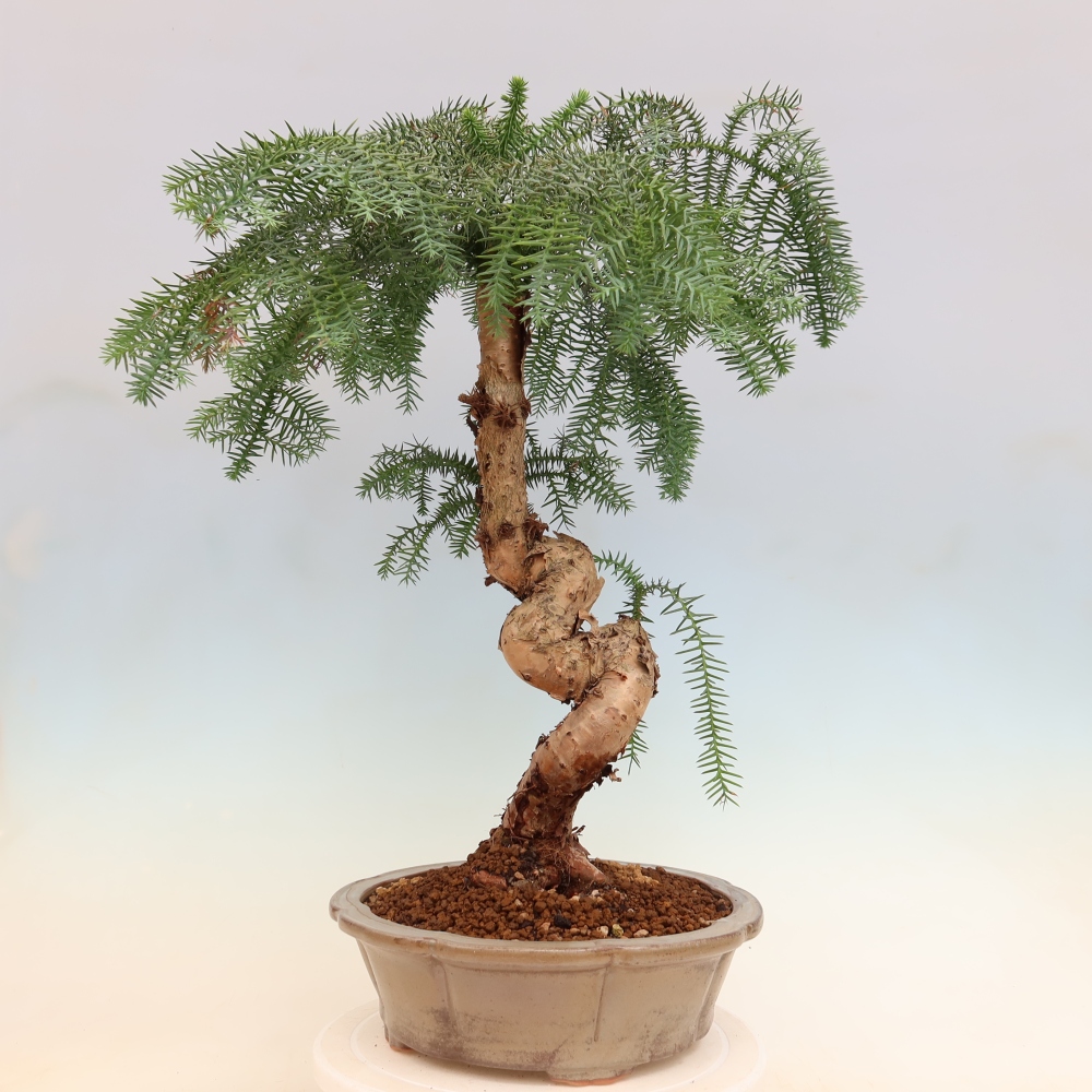 Pokojová bonsai - Araukarie - pokojový smrček