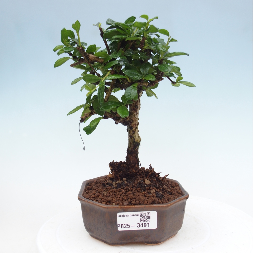 Pokojová bonsai - Carmona macrophylla - Čaj fuki