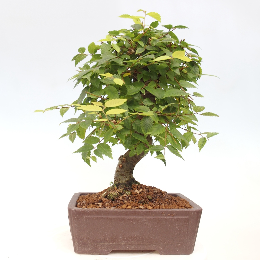 Venkovní bonsai - Zelkova - Zelkova serrata