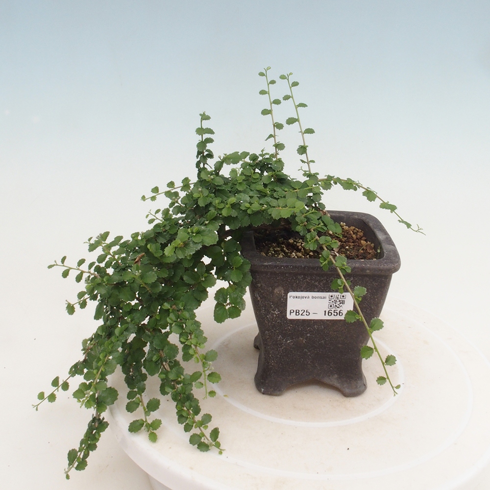 Pokojová bonsai - Grewia sp. - Grewie malolistá