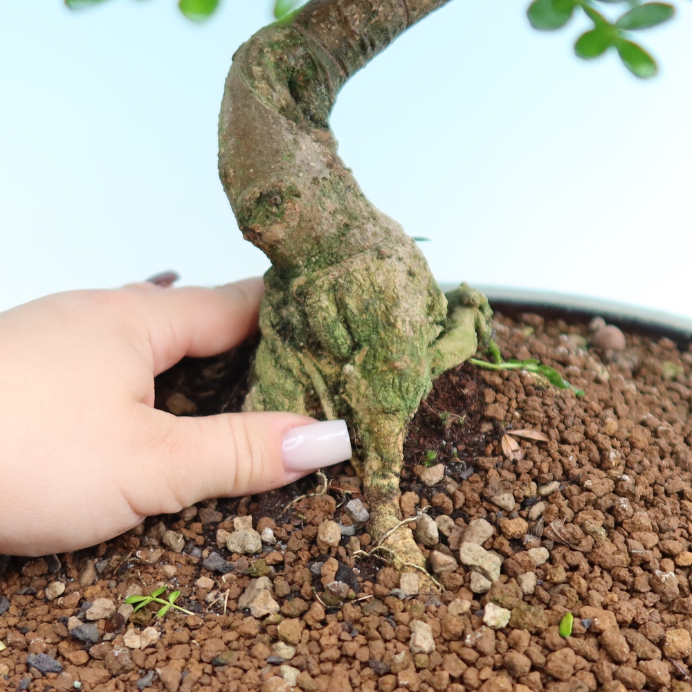 Pokojová bonsai - Zantoxylum piperitum - pepřovník