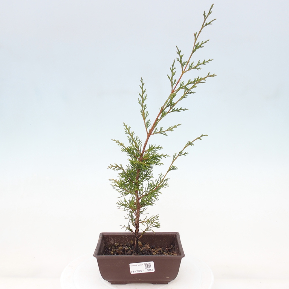 Venkovní bonsai - Juniperus chinensis Itoigawa -Jalovec čínský