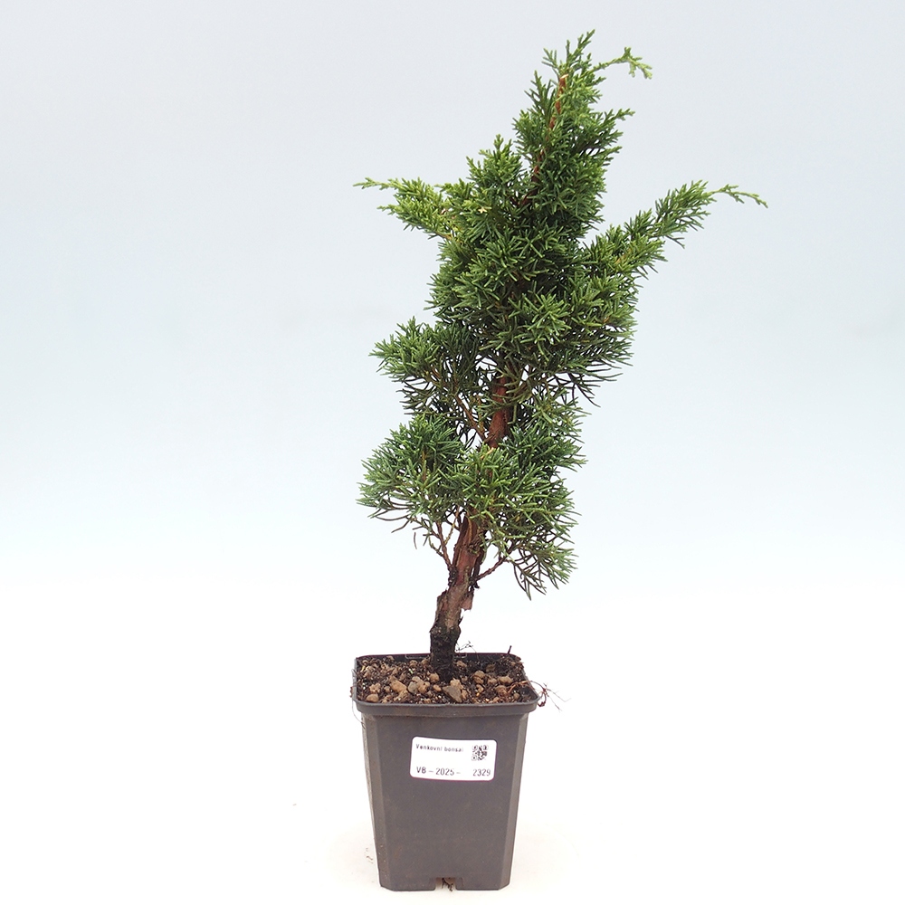 Venkovní bonsai - Juniperus chinensis Kishu -Jalovec čínský