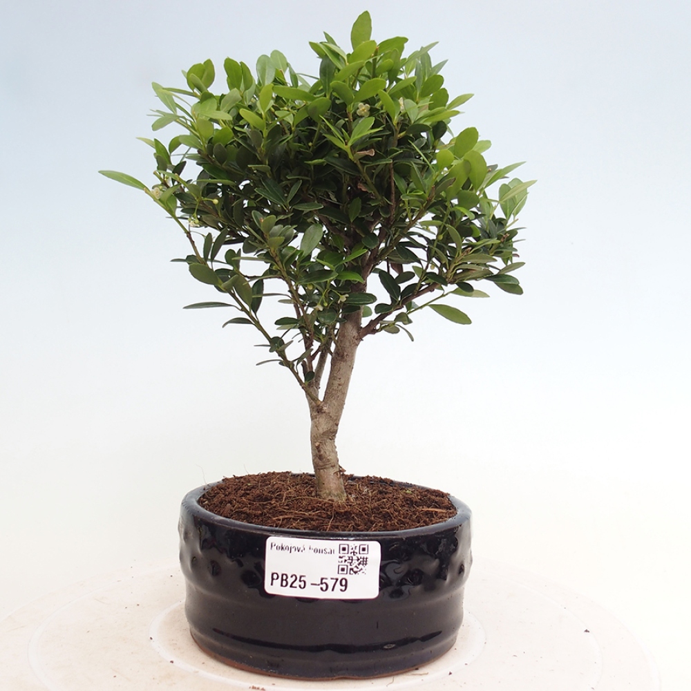 Pokojová bonsai - Ilex crenata - Cesmína