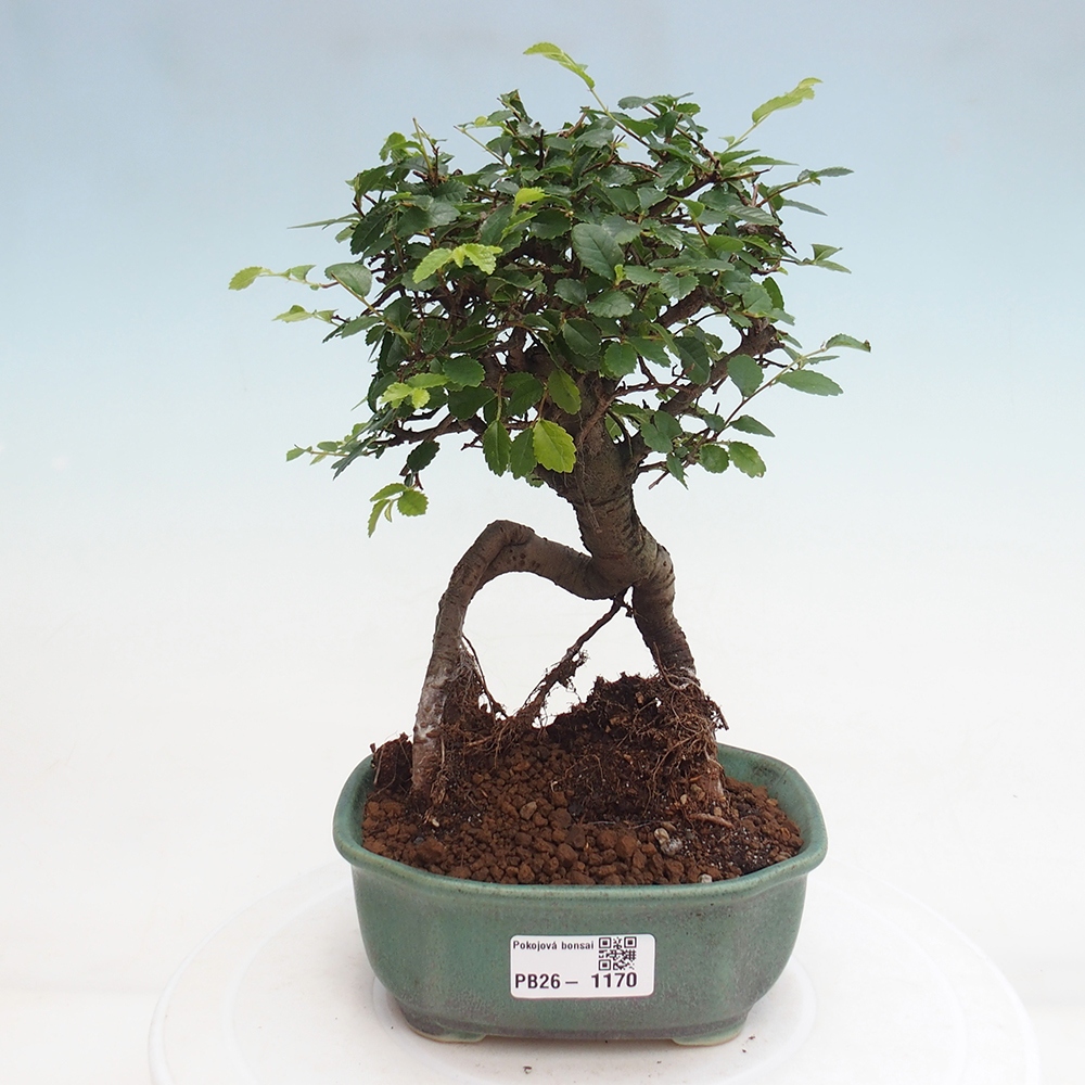 Pokojová bonsai - Ulmus parvifolia - Malolistý jilm