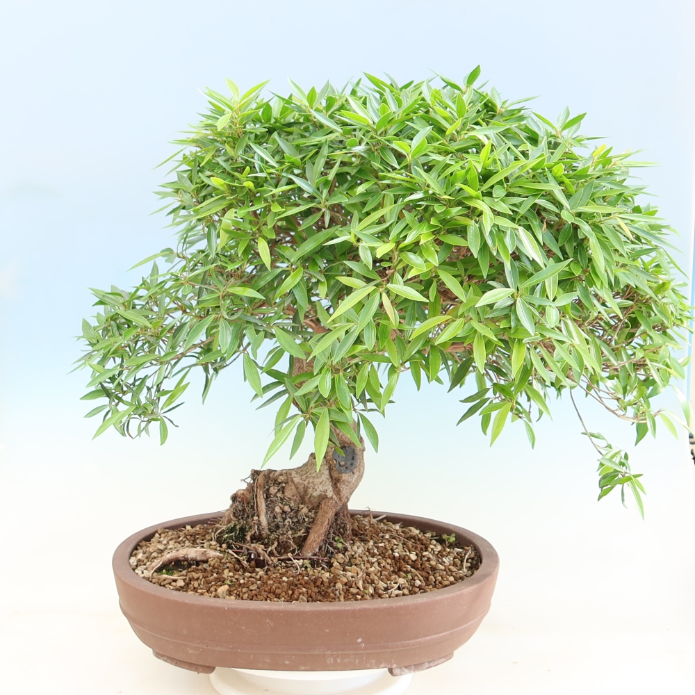 Pokojová bonsai - Ficus nerifolia -  malolistý fíkus