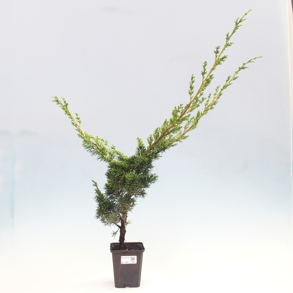 Venkovní bonsai - Juniperus chinensis Kishu -Jalovec čínský