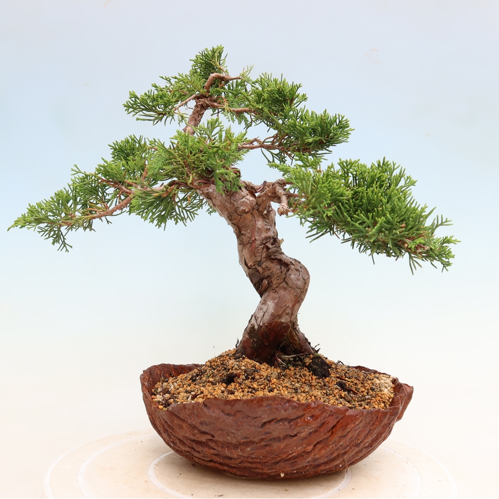 Venkovní bonsai - Juniperus chinensis Itoigawa-Jalovec čínský