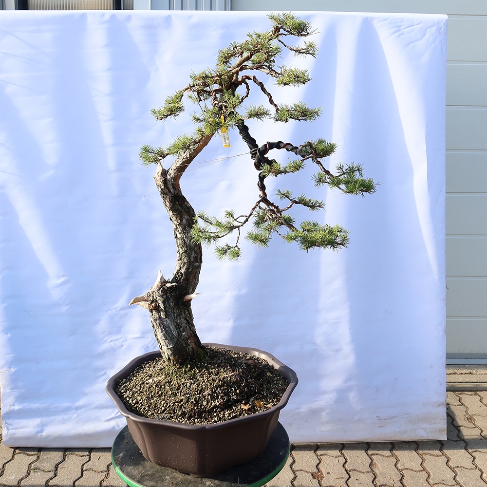 Pinus sylvestris Španělsko - borovice lesní