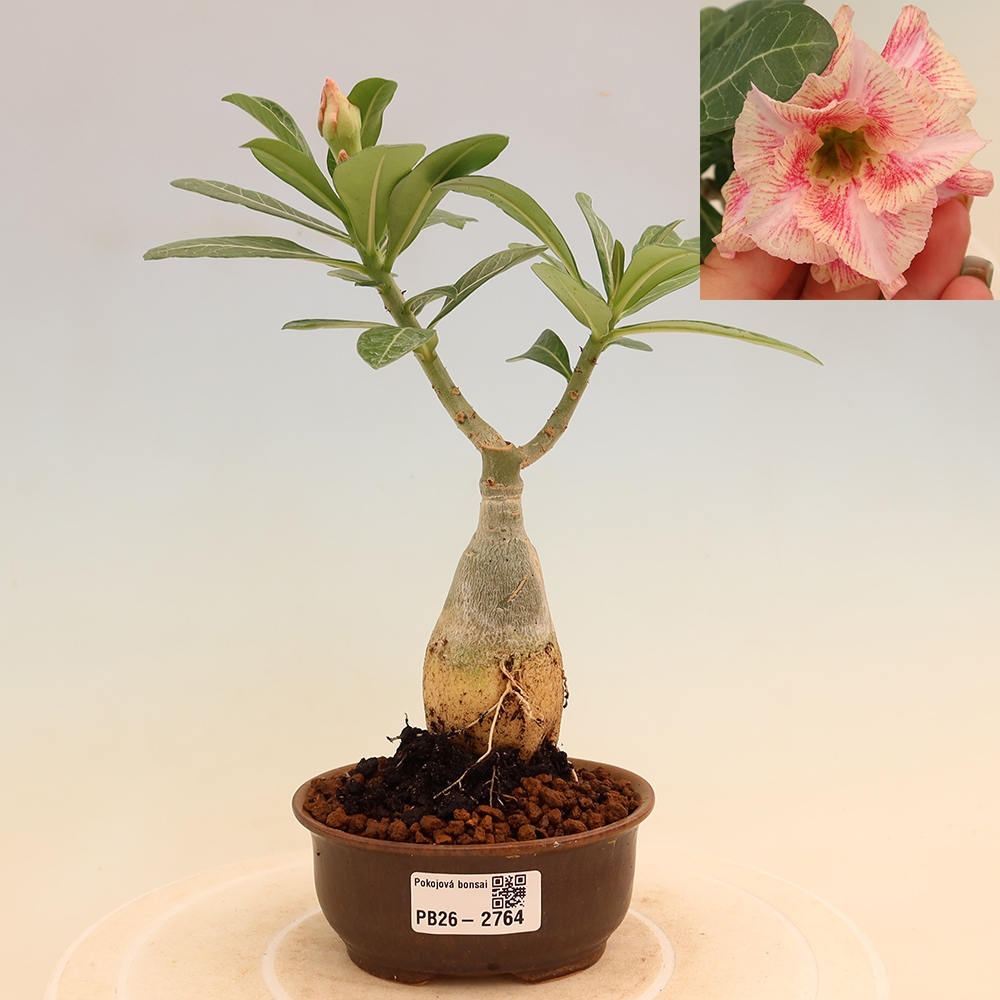 Pokojová bonsai - Adenium obesum roubovaná V.F.S.277  - Pouštní růže