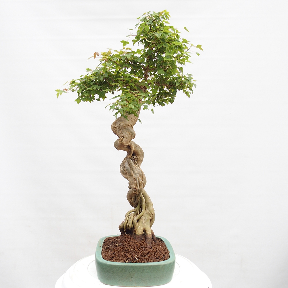 Venkovní bonsai - Acer Buergerianum - Javor Burgerův