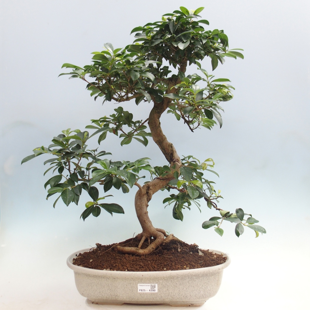 Pokojová bonsai - Australská třešeň - Eugenia uniflora - POUZE OSOBNÍ ODBĚR nebo paletová přeprava