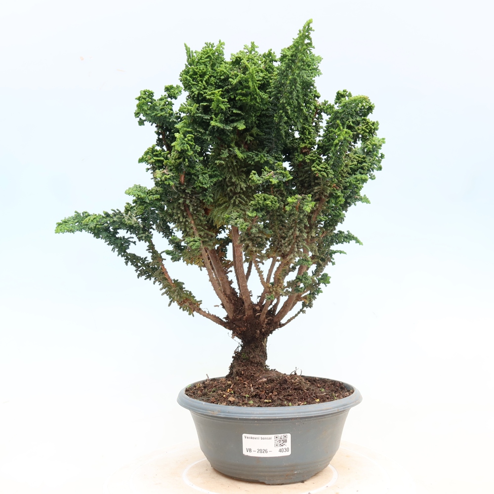 Venkovní bonsai - Cham. obtusa SEKKA HINOKI - Cypřišek