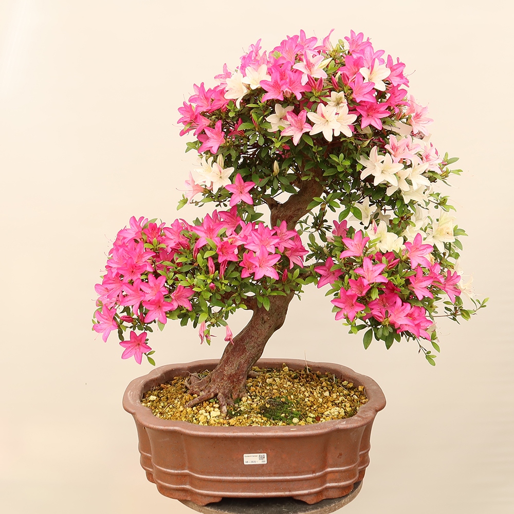 Venkovní bonsai - Japonská azalka - Azalea Miyabihime