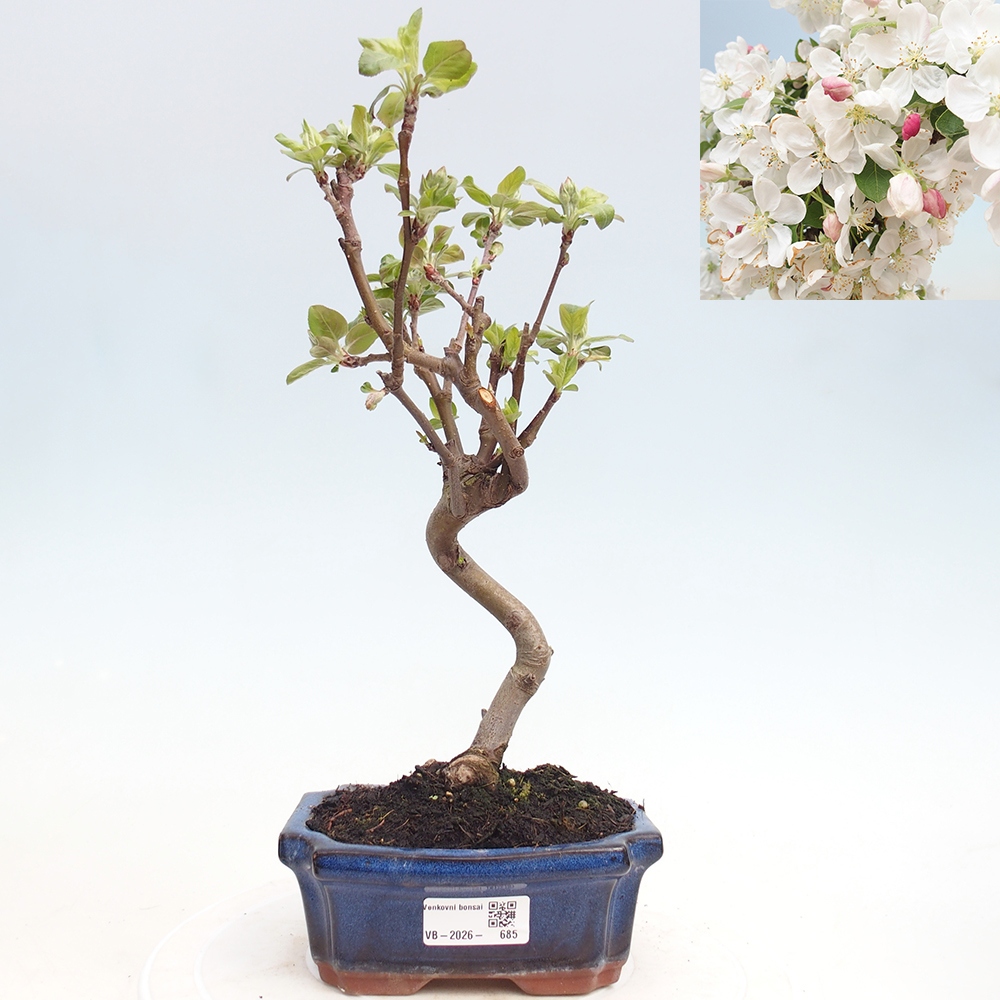 Venkovní bonsai -Malus halliana - Maloplodá jabloň