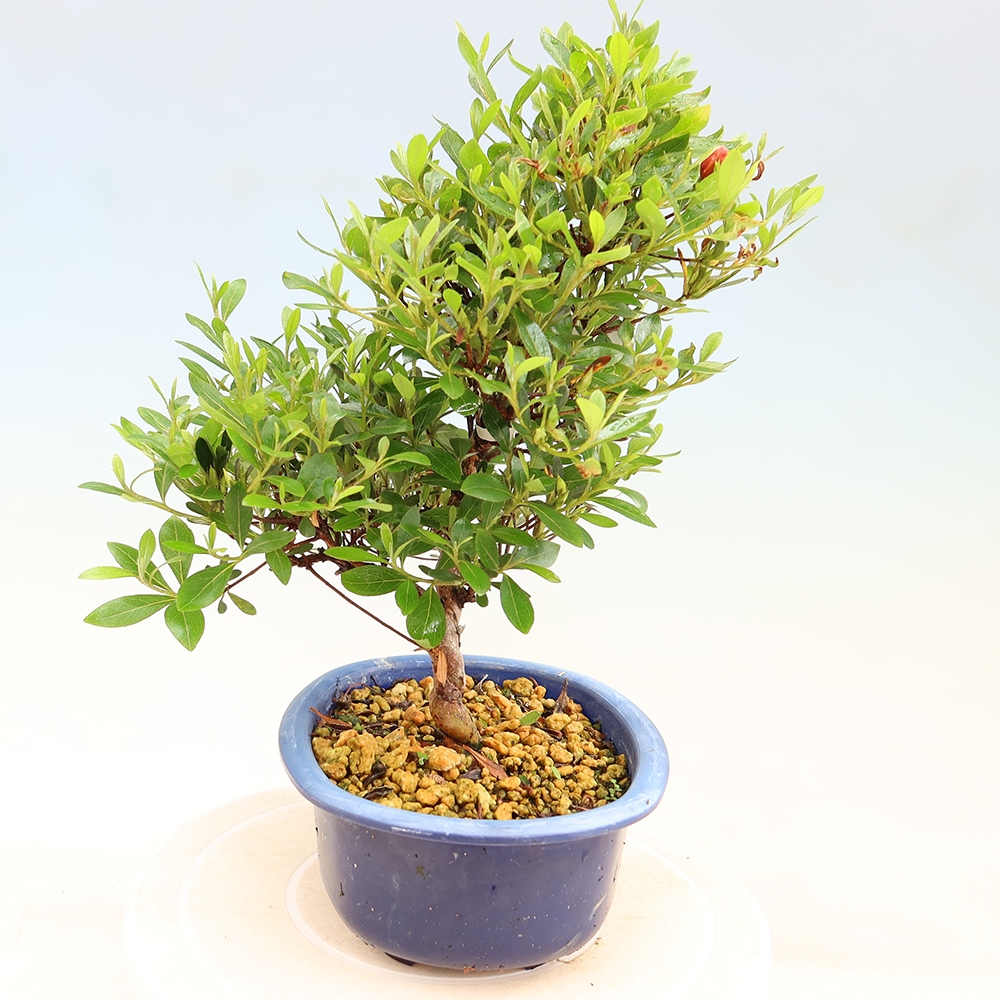 Venkovní bonsai - Japonská azalka - Azalea Matsunami
