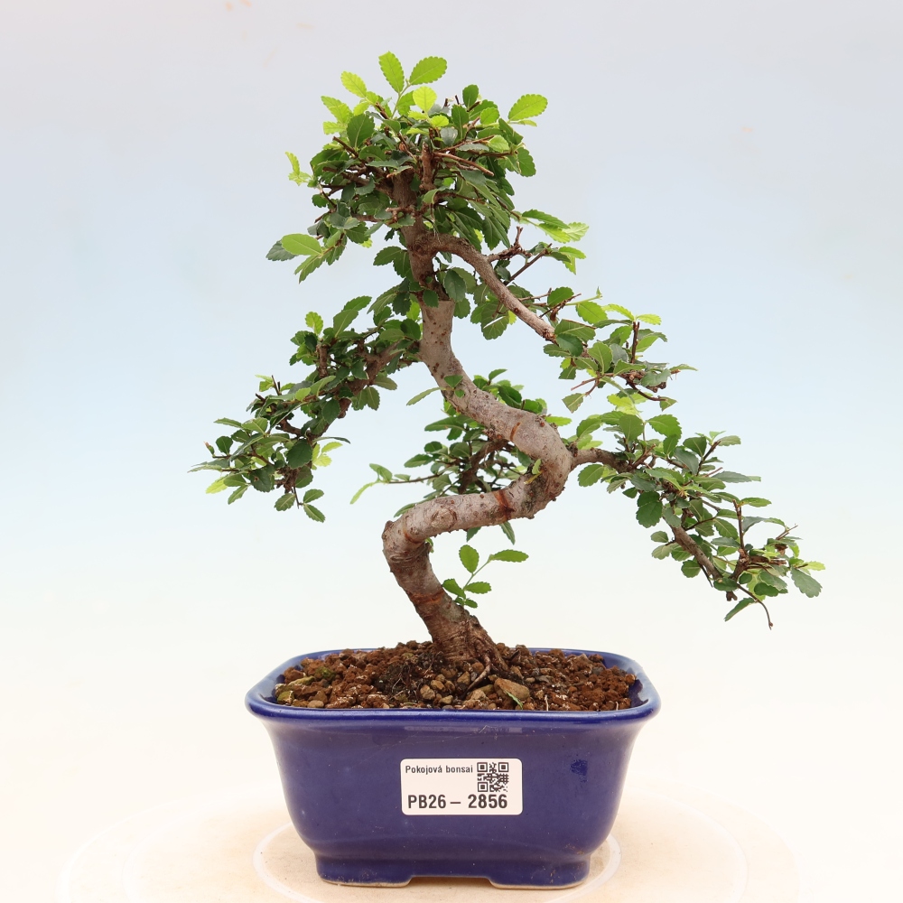 Pokojová bonsai - Ulmus parvifolia - Malolistý jilm