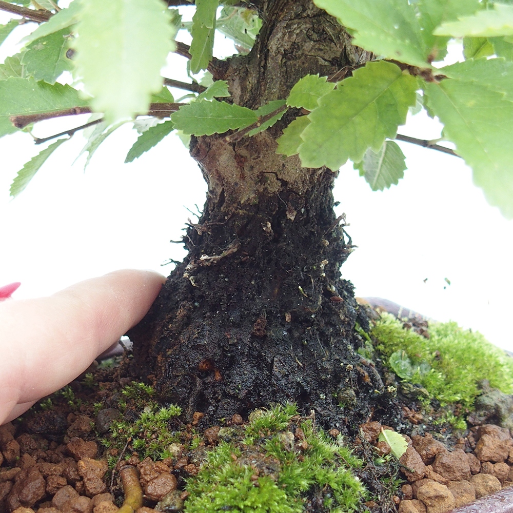 Venkovní bonsai - Zelkova - Zelkova NIRE