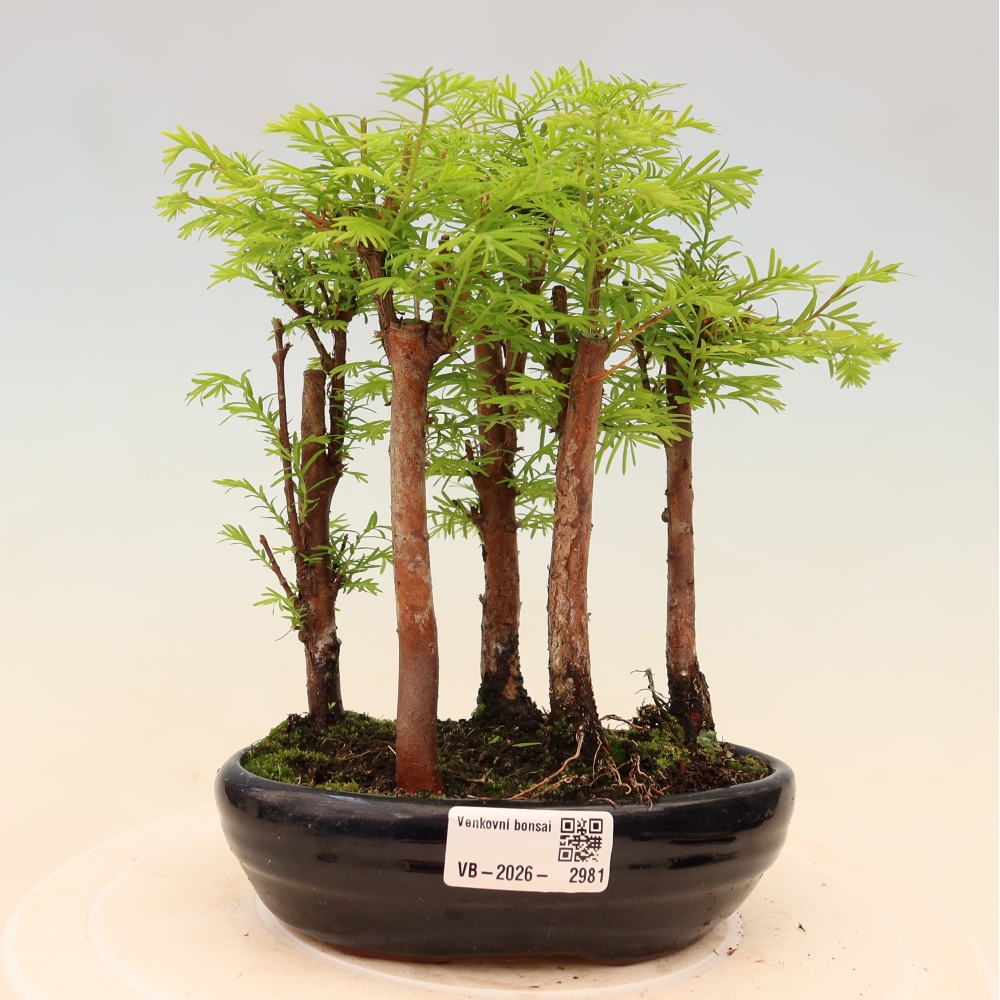 Venkovní bonsai - Metasequoia glyptostroboides - Metasekvoje čínská - lesík