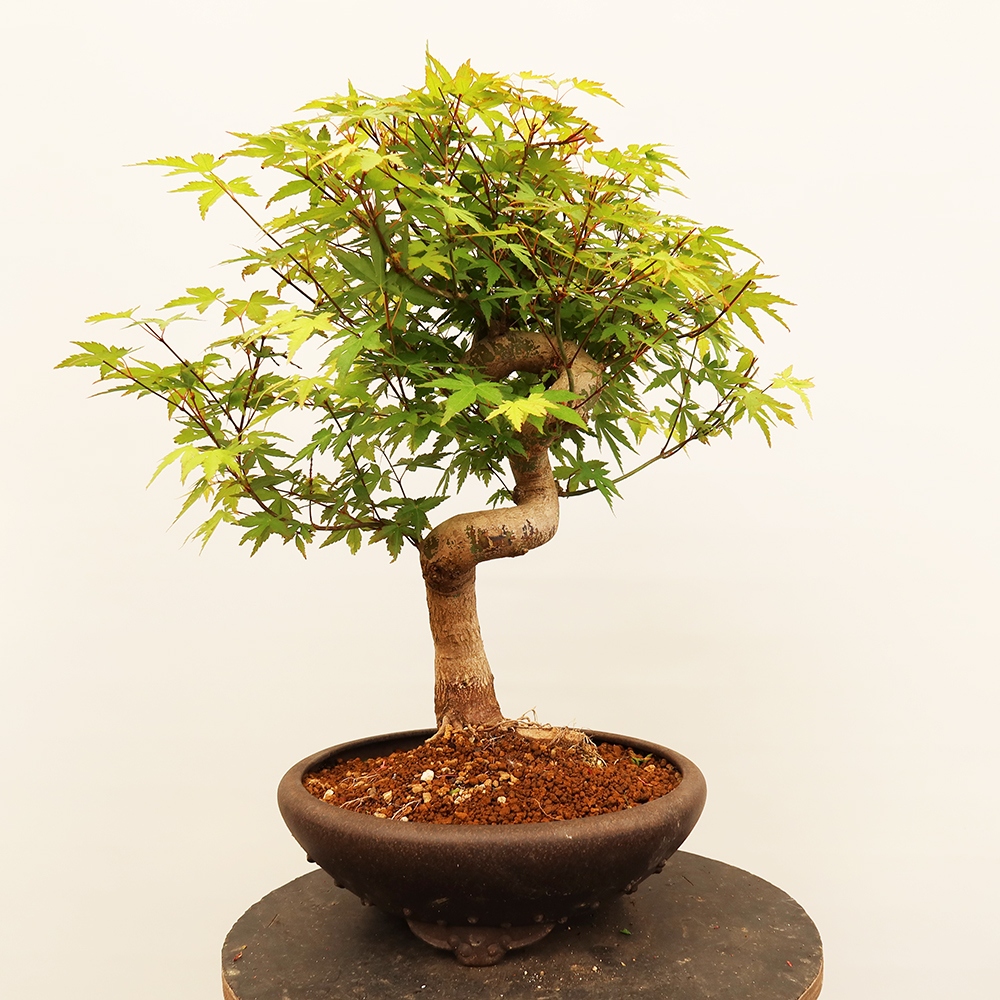 Venkovní bonsai - Javor palmatum  - Javor dlanitolistý