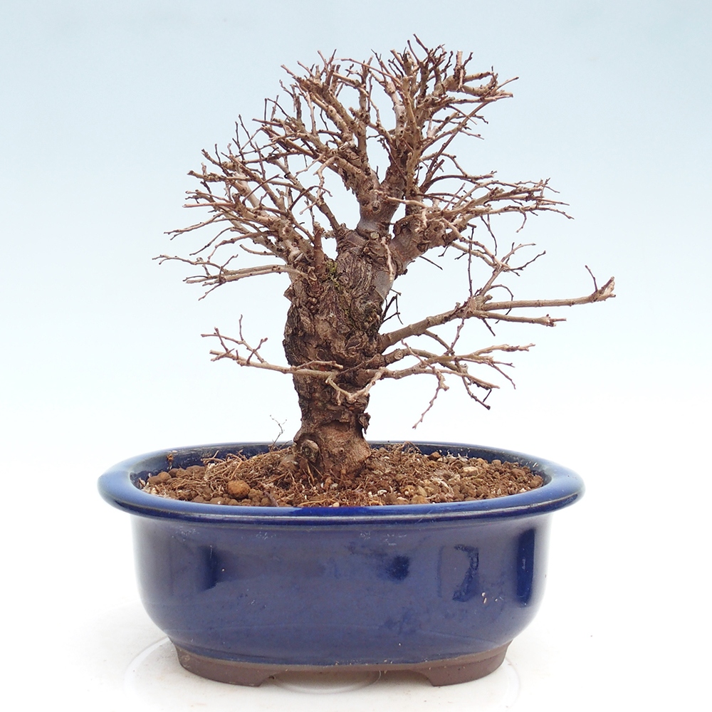Venkovní bonsai - Zelkova - Zelkova NIRE