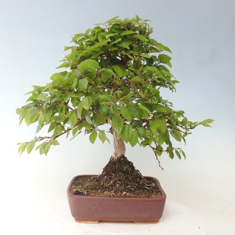 Venkovní bonsai -Carpinus CARPINOIDES - Habr korejský
