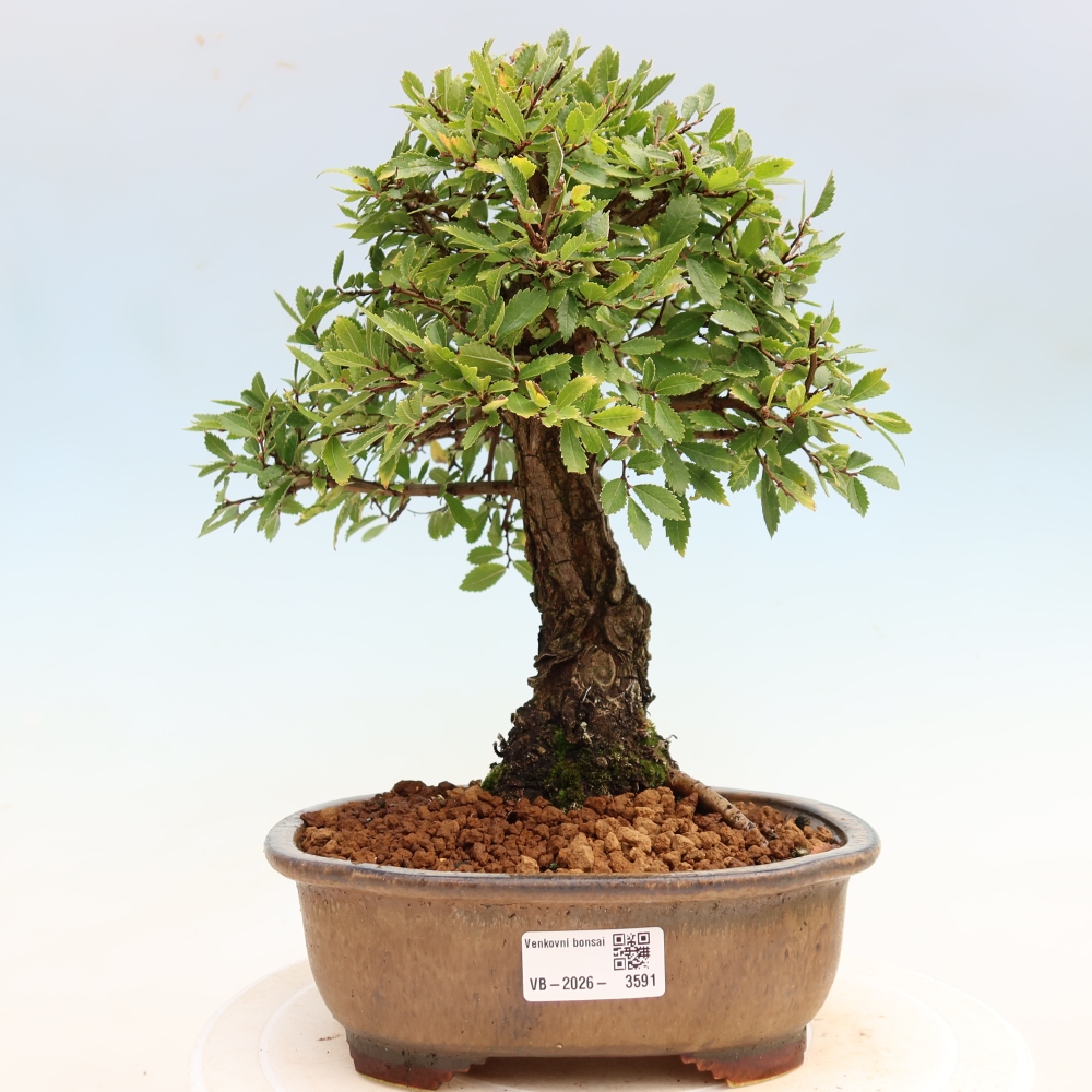 Venkovní bonsai - Zelkova - Zelkova NIRE