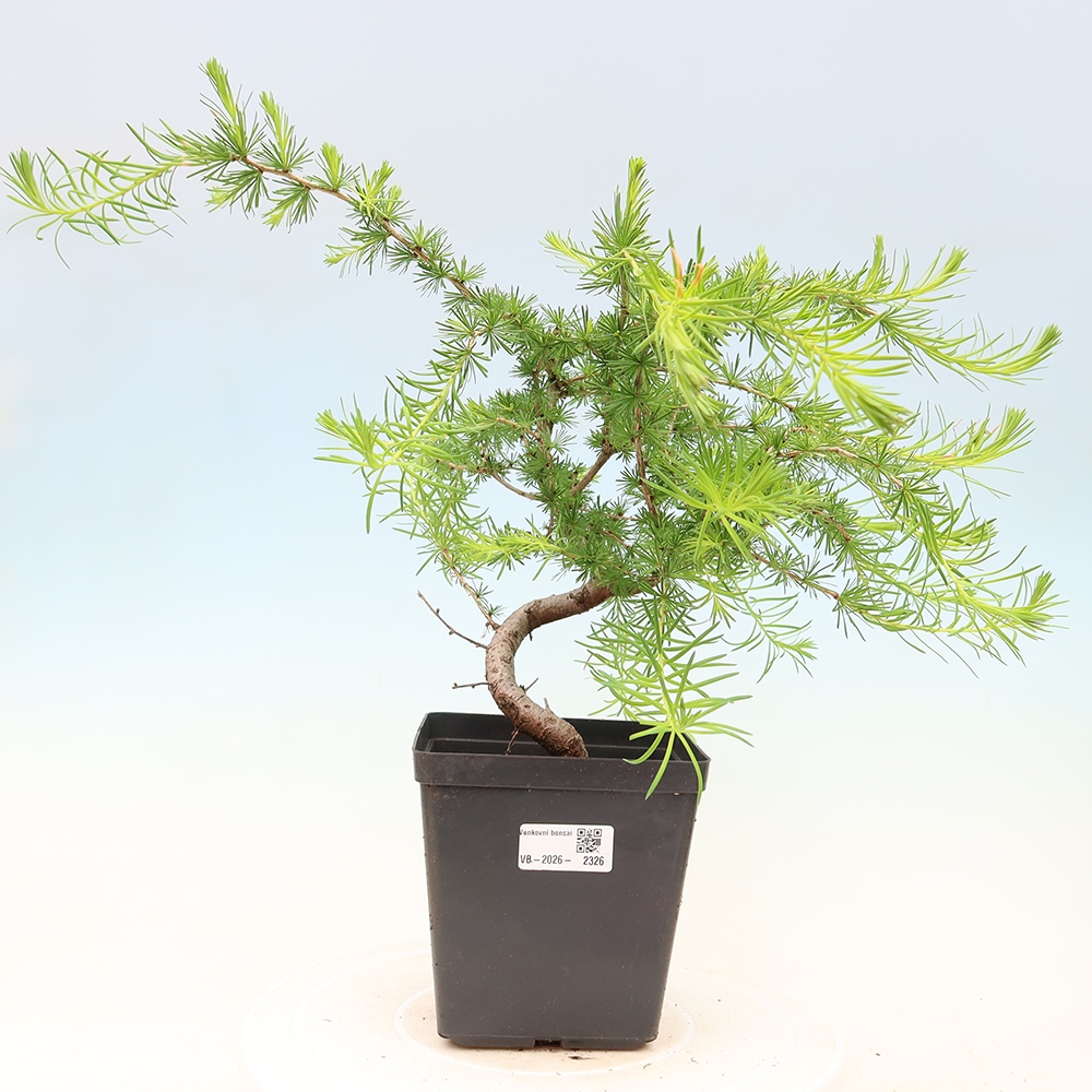 Venkovní bonsai -Larix decidua - Modřín opadavý 
