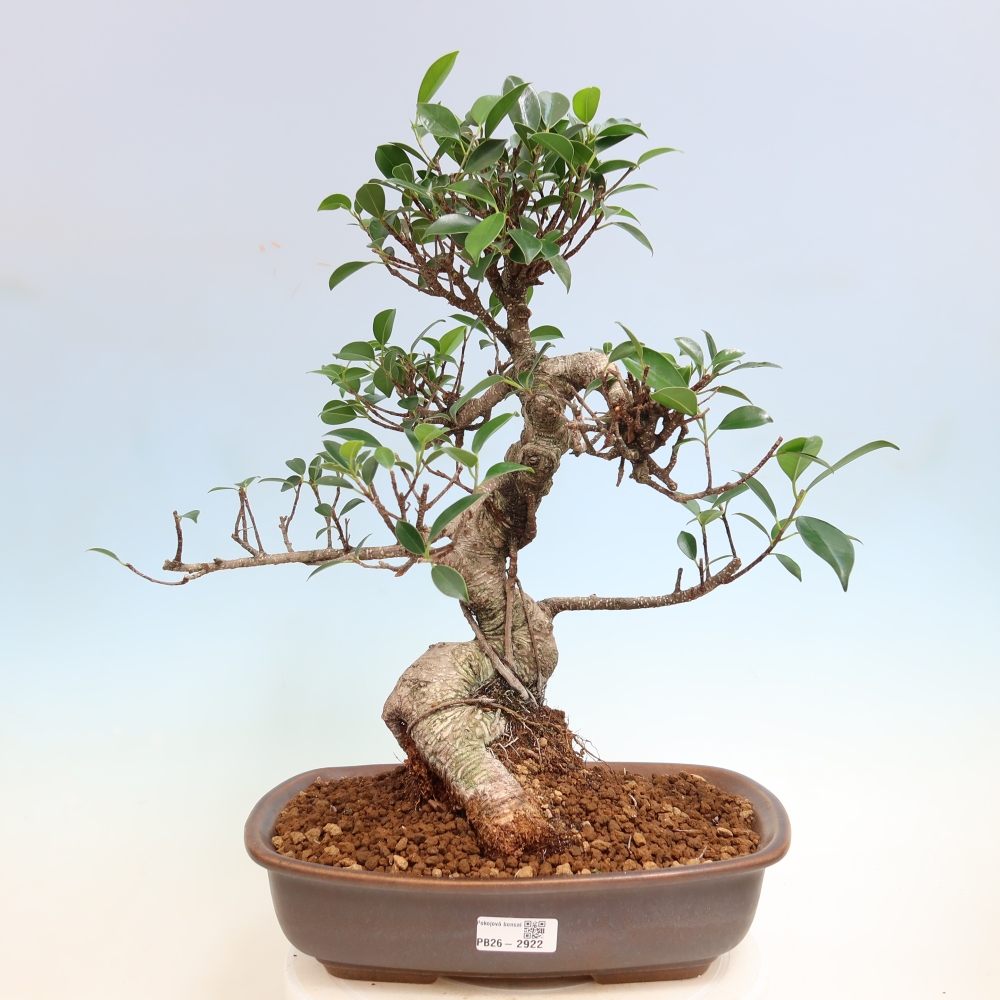 Pokojová bonsai - Ficus kimmen -  malolistý fíkus