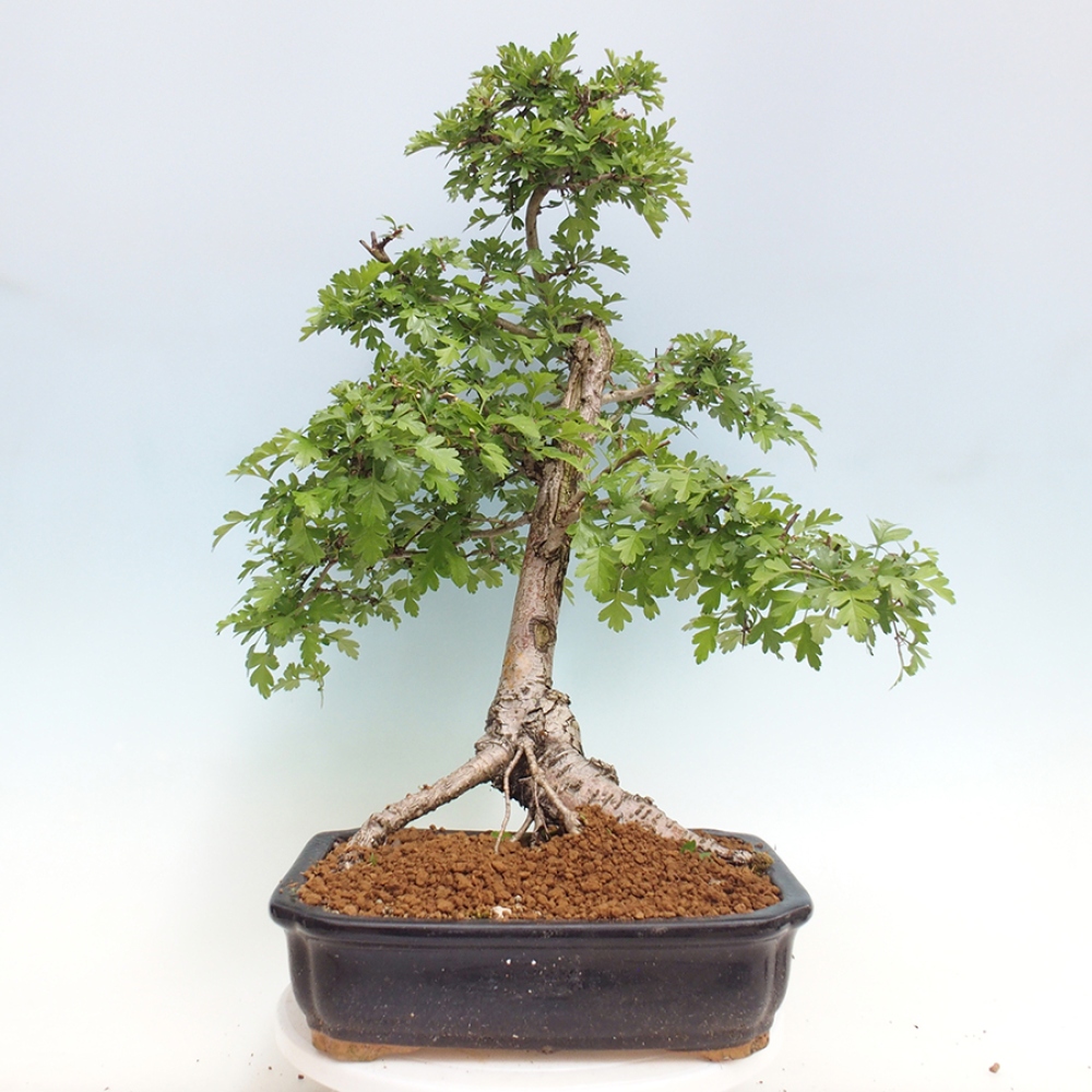 Venkovní bonsai - Hloh - Crataegus monogyna