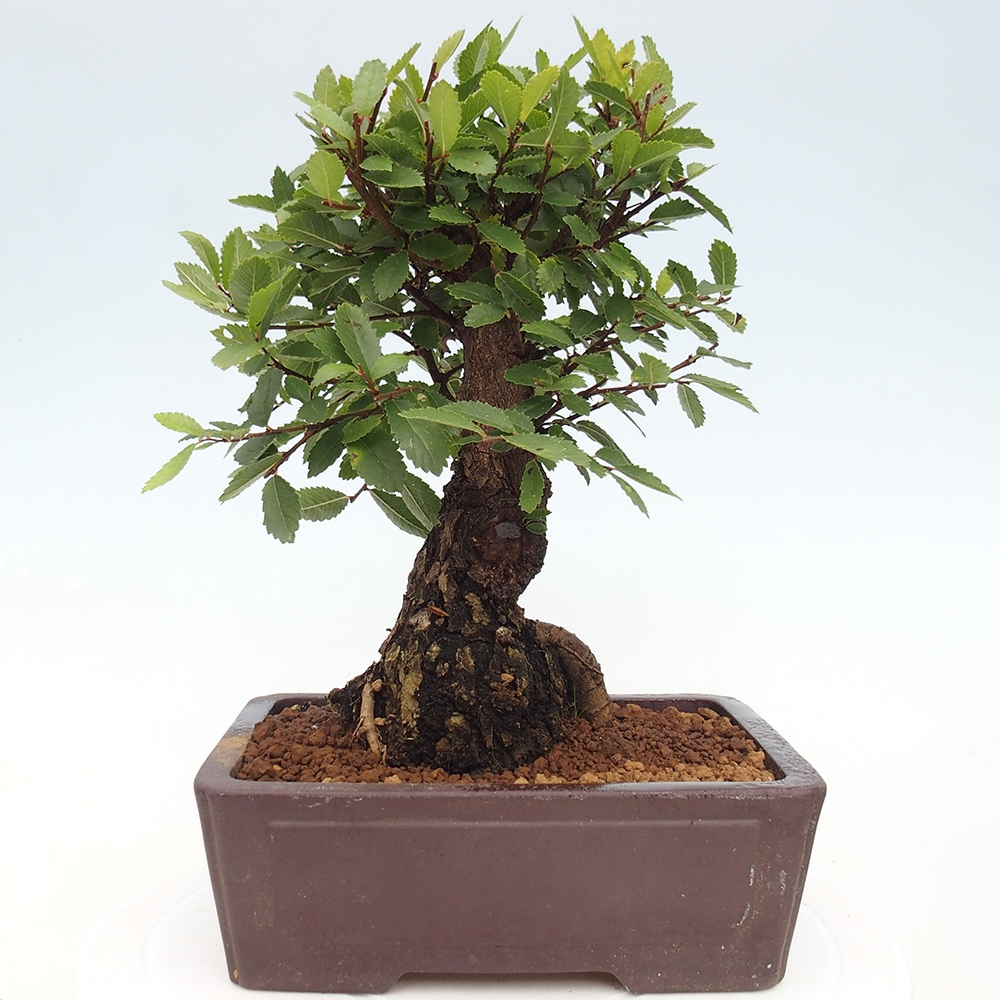Venkovní bonsai - Zelkova - Zelkova NIRE