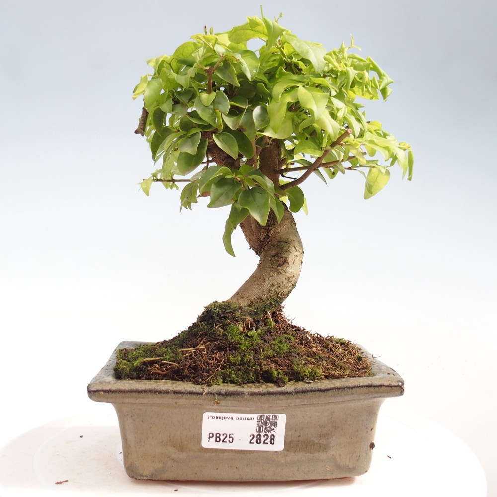 Pokojová bonsai -Ligustrum chinensis - Ptačí zob