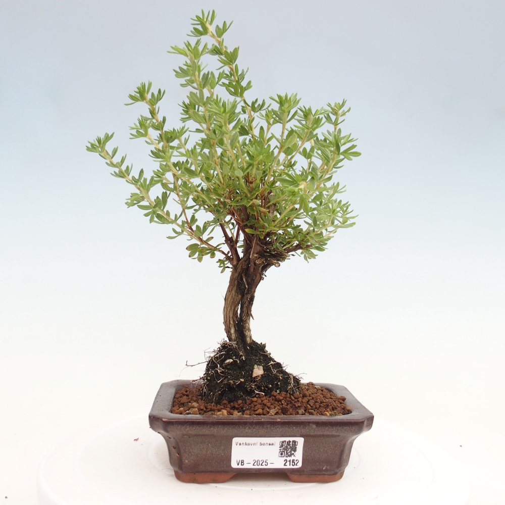 Venkovní bonsai-Mochna křovitá - potentila fruticosa yellow Bird