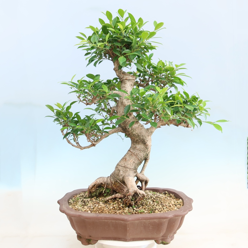 Pokojová bonsai - Ficus kimmen -  malolistý fíkus