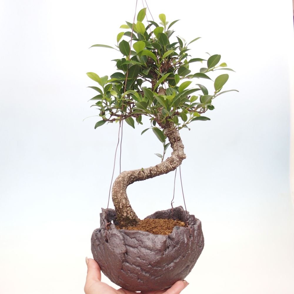 Kokedama v keramice - malolistý ficus - Ficus kimmen