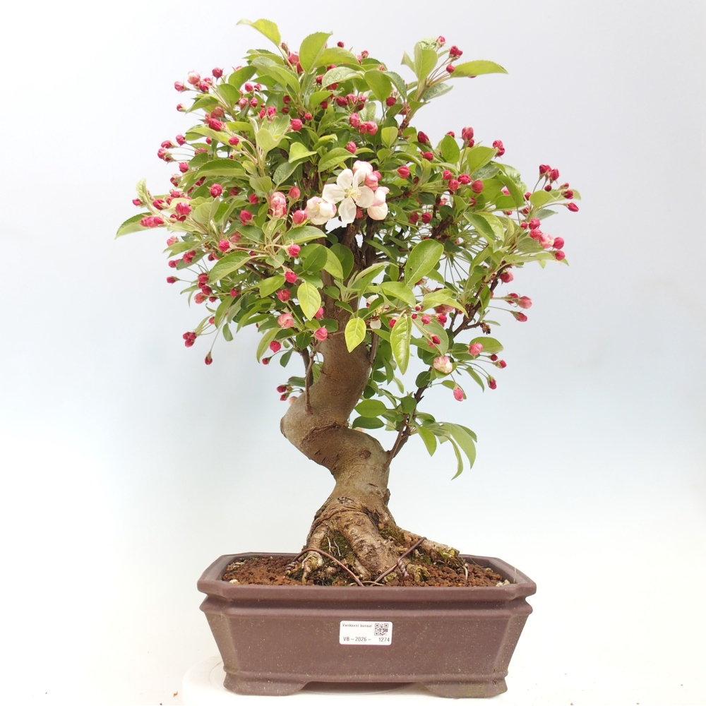 Venkovní bonsai -Malus halliana - Maloplodá jabloň
