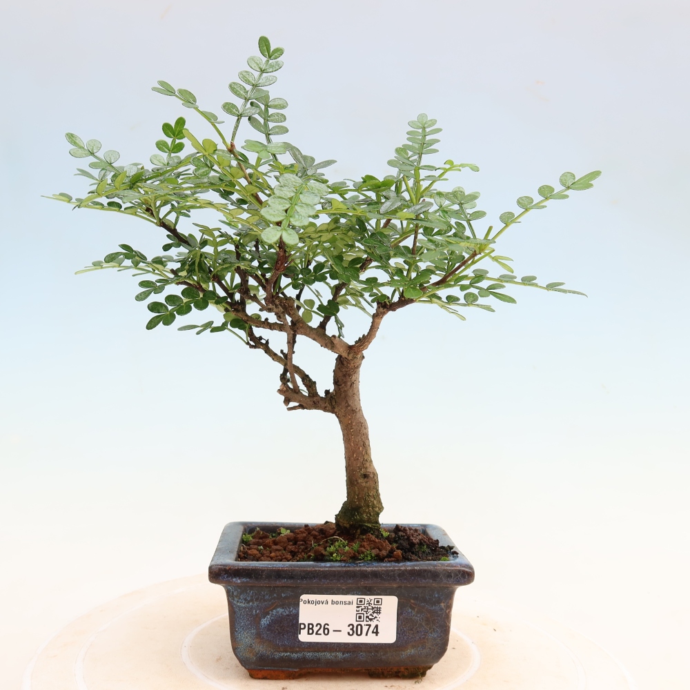 Pokojová bonsai - Zantoxylum piperitum - pepřovník