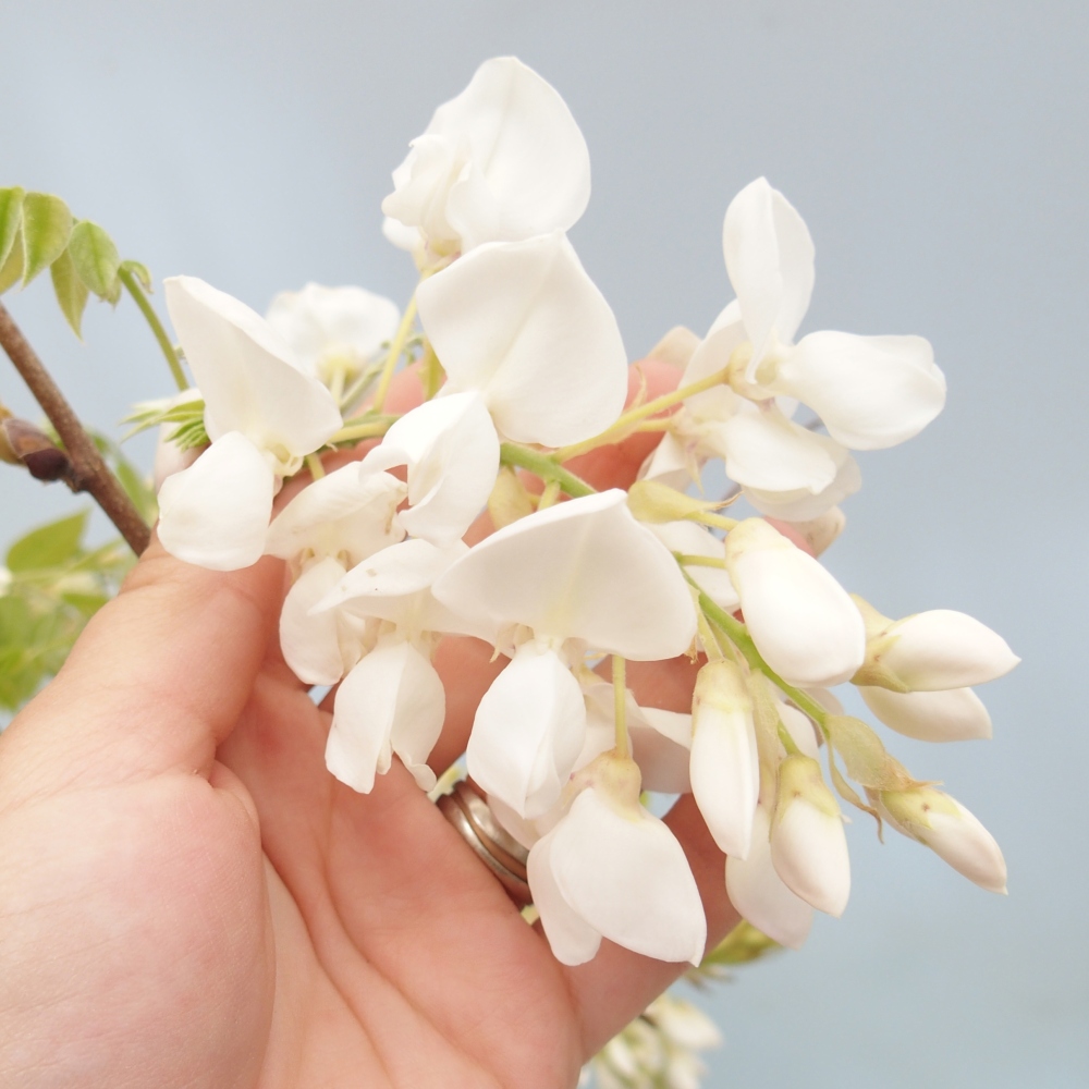 Venkovní bonsai - Vistarie  - Wisteria 