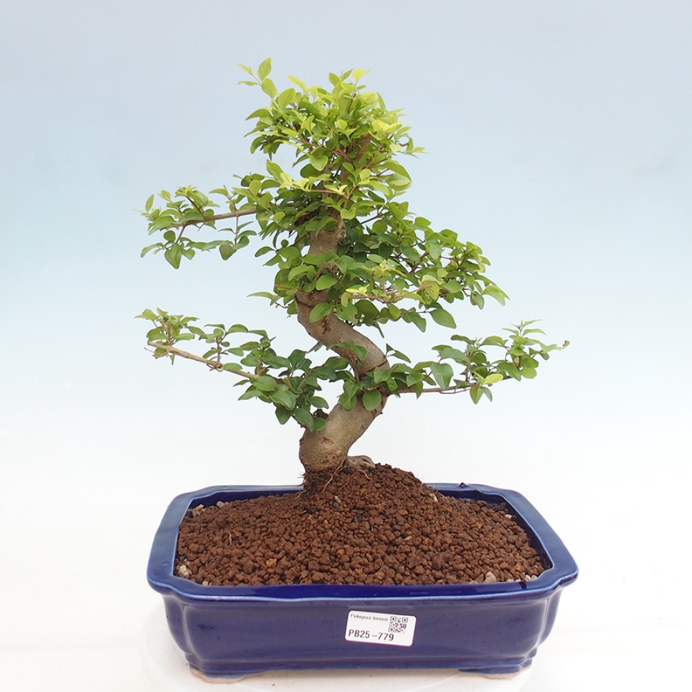 Pokojová bonsai -Ligustrum chinensis - Ptačí zob