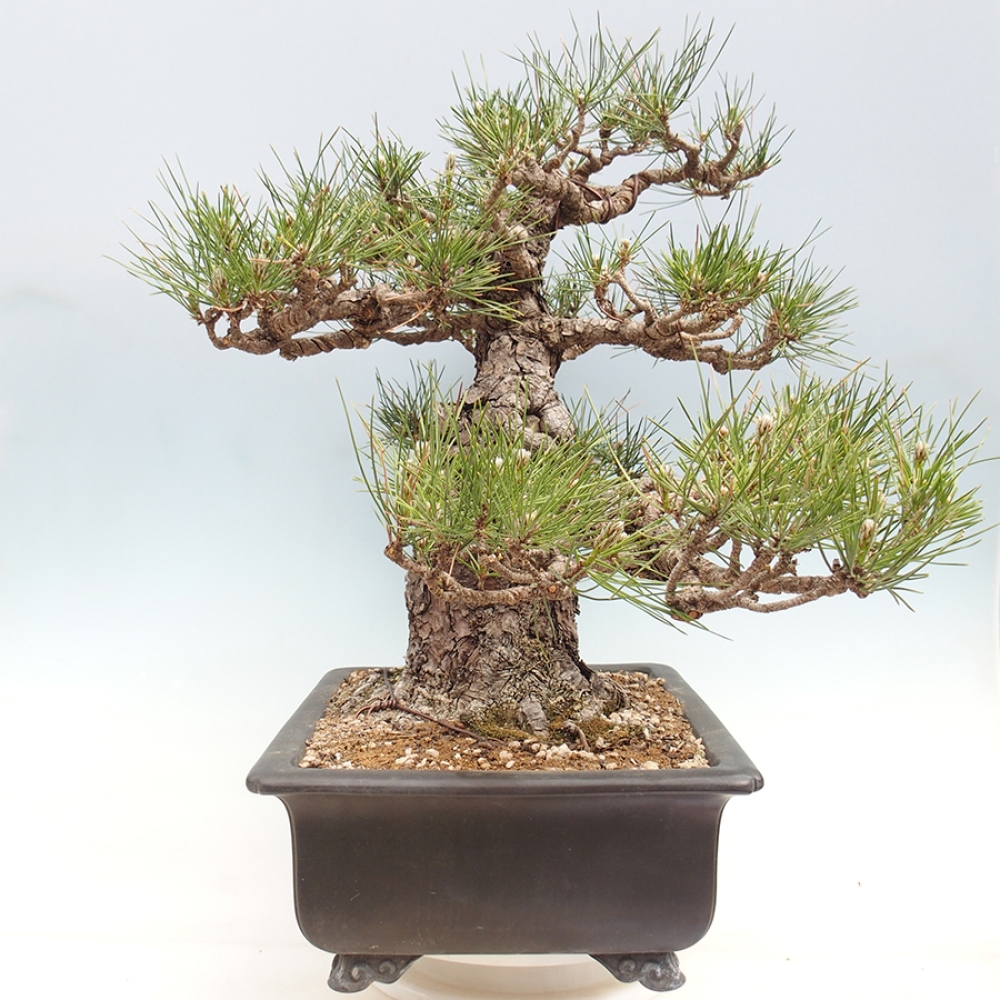 Venkovní bonsai - Pinus thunbergii - Borovice thunbergova