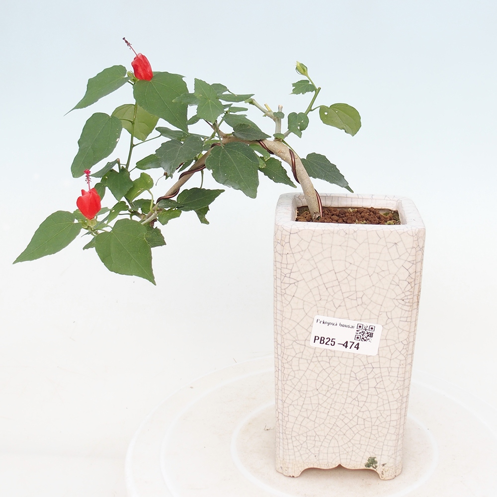 Pokojová bonsai - Malvaviscus arboreus - ibiškovec dřevnatý