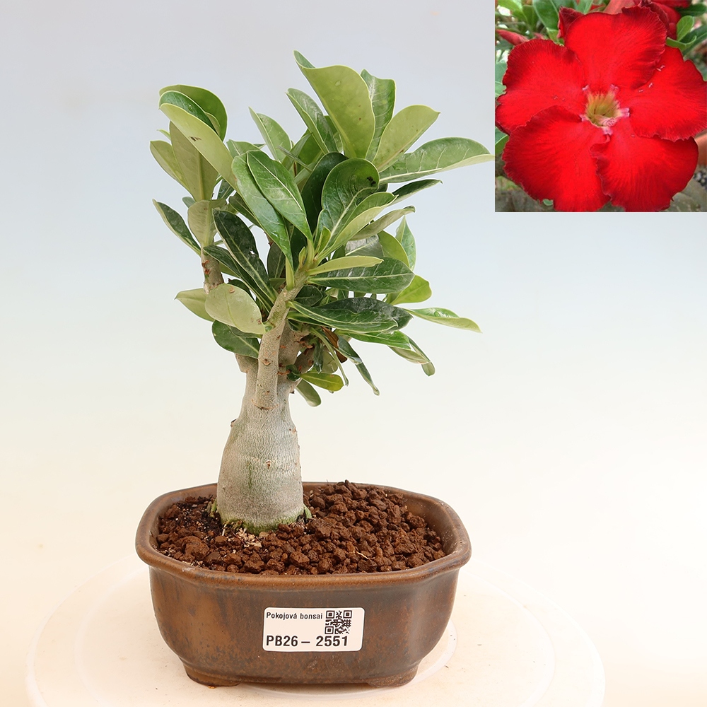 Pokojová bonsai - Adenium obesum Red Star - Pouštní růže